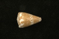 藏品(鼠芋螺)的圖片